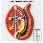 Earthworm Dissection (Pheretima Posthuma) Model